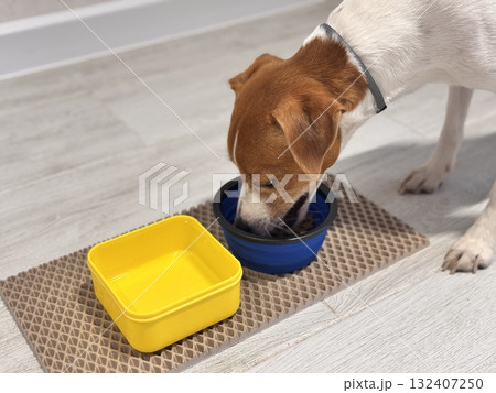 A beautiful Jack Russell Terrier dog eats food from a bowl at home after a walk 132407250