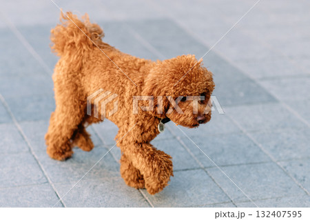 Cheerful and happy miniature poodle dog sitting for a portrait Cheerful and happy miniature poodle dog sitting for a portrait 132407595