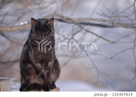 ひなたぼっこ　ねこ 132407614