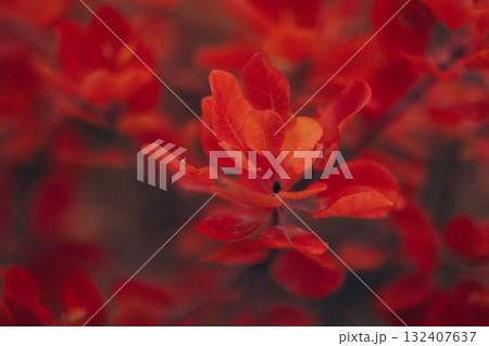 Autumn Landscape - Trees And Orange Foliage In Park At Sunset 132407637