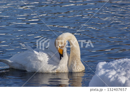 オオハクチョウ　毛づくろい 132407657