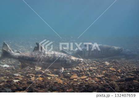 サケ(千歳サケのふるさと館) 132407659