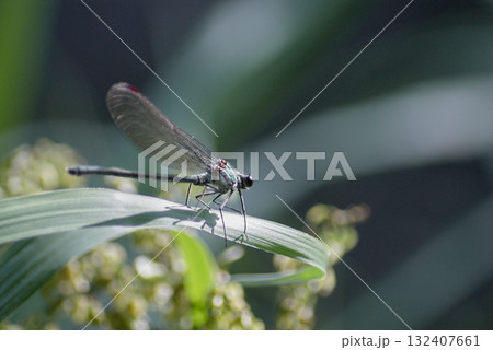 ニホンカワトンボ 翅 透明 ニホンカワトンボ 翅 透明 132407661