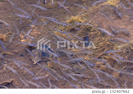 川と稚魚 川と稚魚 132407662