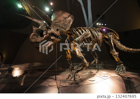 Melbourne, Australia - July 1, 2024 : The Triceratops skeleton exhibition in Melbourne Museum in Melbourne, Australia - July 1, 2024. 132407695