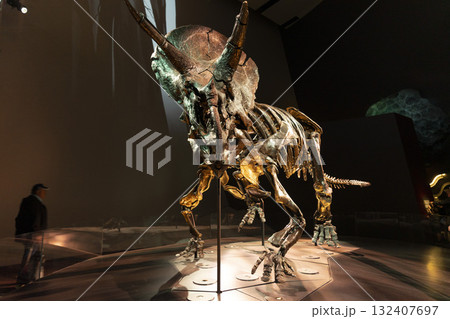 Melbourne, Australia - July 1, 2024 : The Triceratops skeleton exhibition in Melbourne Museum in Melbourne, Australia - July 1, 2024. 132407697