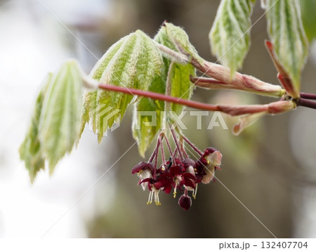 早春の山に咲くハウチワカエデの赤い花 132407704