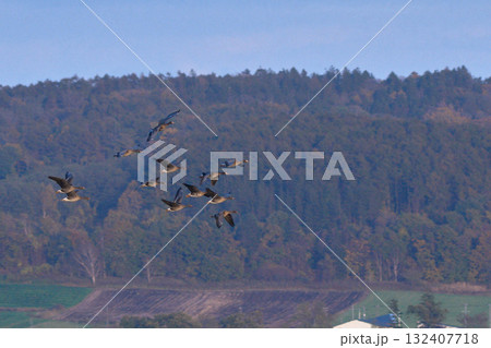 マガン マガン 132407718