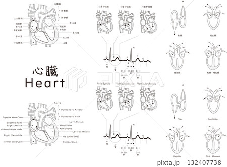 ヒトや脊椎動物の心臓と心電図 132407738