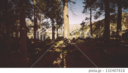 Sunlight filters through a dense forest, illuminating tall trees standing majestically amidst rocky mountains. Shadows dance on the forest floor, creating a tranquil atmosphere. 132407818