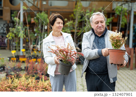 elderly man and woman buy young barberry plants at a plant store 132407901