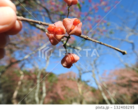 マユミの果実 132408295