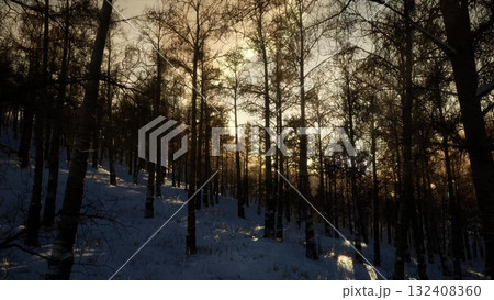 Tall trees stand majestically in a wintry landscape as sunlight filters through branches, casting a warm glow over the glistening snow in the late afternoon. Tall trees stand majestically in a wintry landscape as sunlight filters through branches, casting a warm glow over the glistening snow in the late afternoon. 132408360