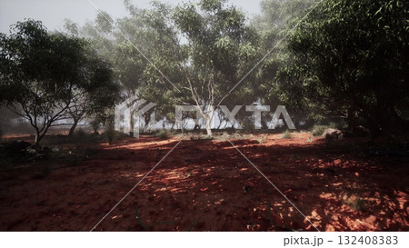 Natures symphony unfolds as towering eucalyptus trees embrace a tranquil dirt field, inviting a moment of serene reflection. 132408383