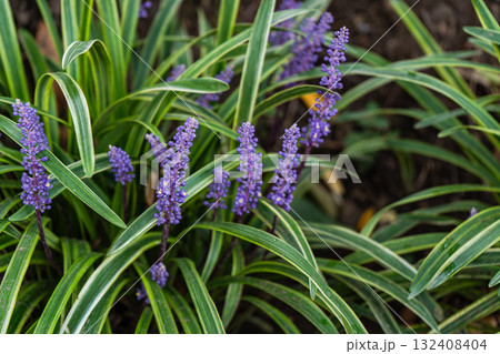 Beautiful Liriope flowers in the garden 132408404