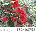 赤くなるピラカンサの実 132408752