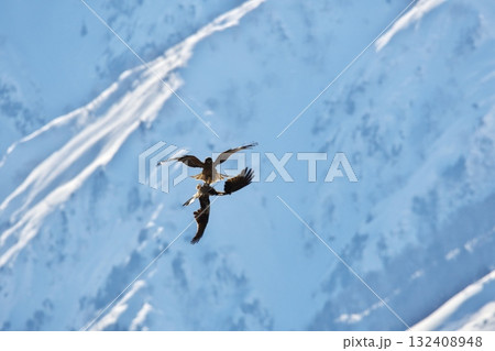 冬の白馬村　飛翔するトビ 132408948
