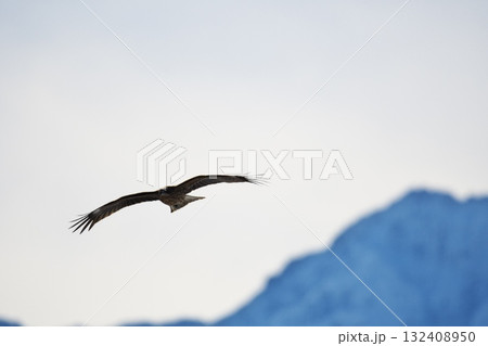 冬の白馬村　飛翔するトビ 132408950