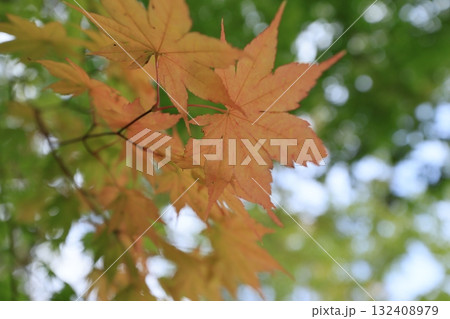 楓 カエデ メープル 132408979