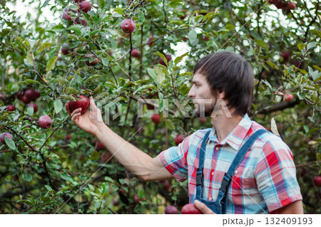 Close-up farmer worker holding apple while picking fresh ripe fruit in orchard during autumn harvest. Harvest time. 132409193