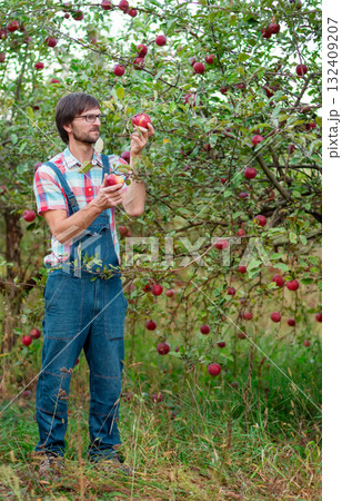 Smiling male farmer in checkered shirt holding wooden crate full of red apples in lush apple orchard. Smiling male farmer in checkered shirt holding wooden crate full of red apples in lush apple orchard. 132409207
