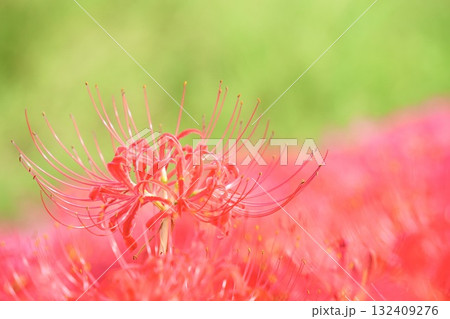 美しい彼岸花 グリーン背景 群生 美しい彼岸花 グリーン背景 群生 132409276