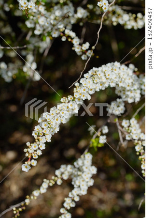 ユキヤナギ 132409437