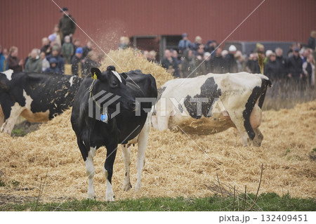 Cows enjoy pasture at an eco-farm in Denmark Cows enjoy pasture at an eco-farm in Denmark 132409451