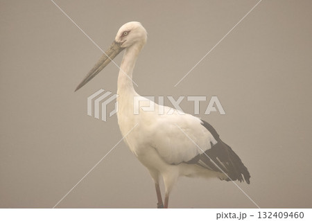 コウノトリ コウノトリ 132409460