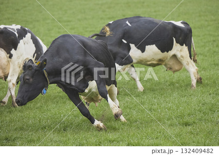 Cows enjoy pasture at an eco-farm in Denmark 132409482