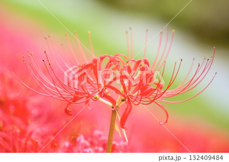 美しい彼岸花 綺麗な秋の風景 美しい彼岸花 綺麗な秋の風景 132409484