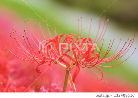 美しい彼岸花 綺麗な秋の風景 美しい彼岸花 綺麗な秋の風景 132409516