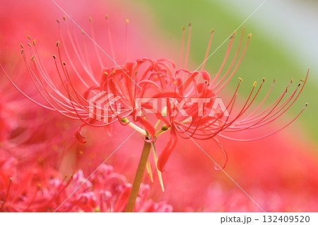 美しい彼岸花 綺麗な秋の風景 美しい彼岸花 綺麗な秋の風景 132409520