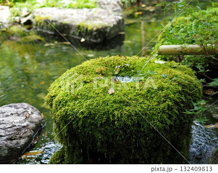 流水と苔 132409813