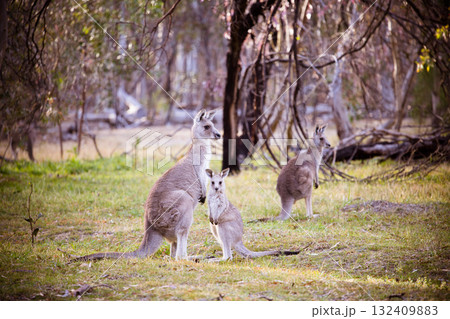 Kangaroo and Joey in Gresswell Nature Conservation Reserve Australia 132409883