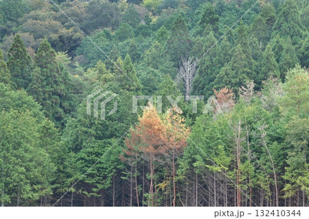 色づき始めた山林？ 132410344