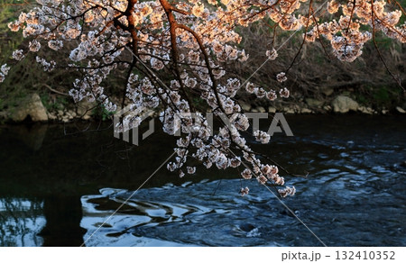 満開の桜と水面の波紋 132410352