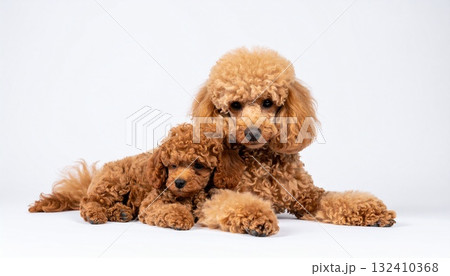 白いマット背景に並ぶトイプードルの母犬と子犬の穏やかなポートレート 132410368