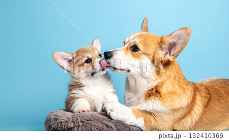 穏やかで癒しに満ちたコーギーの家族シーン 132410369