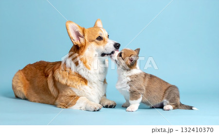 穏やかで癒しに満ちたコーギーの家族シーン 穏やかで癒しに満ちたコーギーの家族シーン 132410370