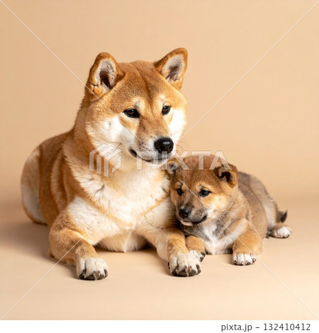 ベージュのマット背景に寄り添う柴犬の親子のやさしいポートレート ベージュのマット背景に寄り添う柴犬の親子のやさしいポートレート 132410412