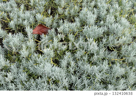 ラベンダーの葉 ラベンダーの葉 132410638