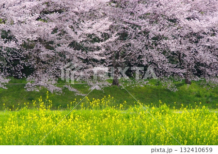 大宮第二公園の桜と菜の花 132410659