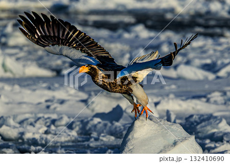 北の大空 ― 流氷の上を舞うオオワシ 北の大空 ― 流氷の上を舞うオオワシ 132410690
