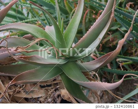 Aloe vera  132410861