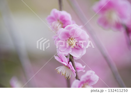梅園にピンク色の梅の花が咲いています。 梅園にピンク色の梅の花が咲いています。 132411250