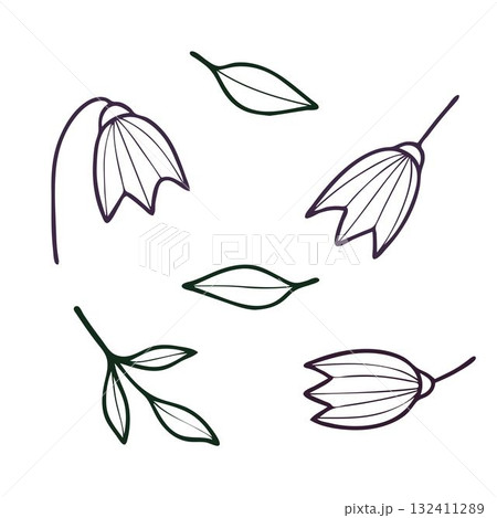Vector non-AI bellflower and leaves. Stylized bellflower and leaves isolated on white background. 132411289