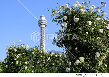 山下公園の薔薇とマリンタワー 山下公園の薔薇とマリンタワー 132411488