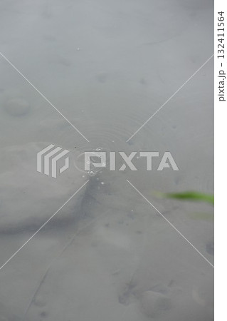 酸ヶ湯温泉 地獄沼(青森県) 酸ヶ湯温泉 地獄沼(青森県) 132411564