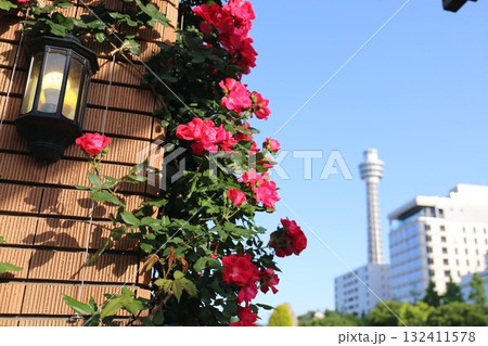 山下公園の未来のバラ園のバラととマリンタワー 132411578